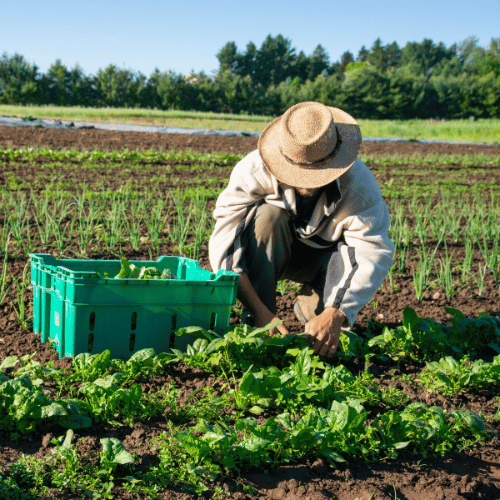 Farm Productivity is Not an End in Itself